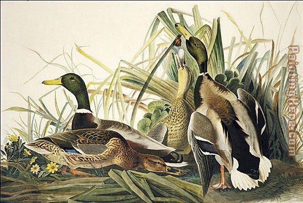 Mallard painting - John James Audubon Mallard art painting